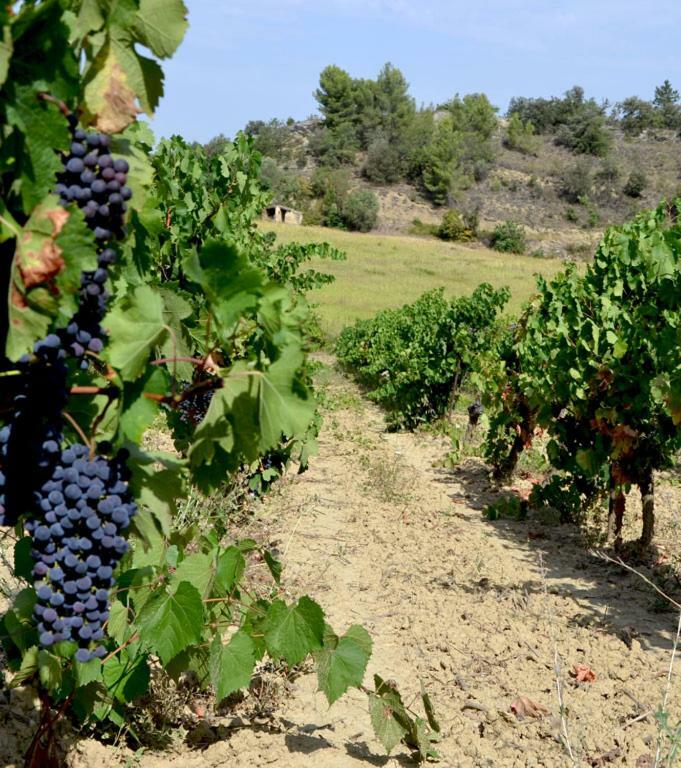 Gite Vigneron Du Domaine D'Alon Magrie Exterior foto