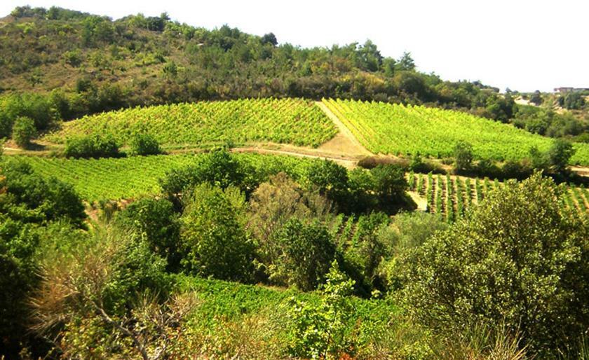 Gite Vigneron Du Domaine D'Alon Magrie Exterior foto